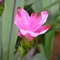 Curcuma Essential Oil (turmeric)