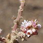 Frankincense Essential Oil