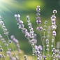 Lavander (officinalis) Essential Oil