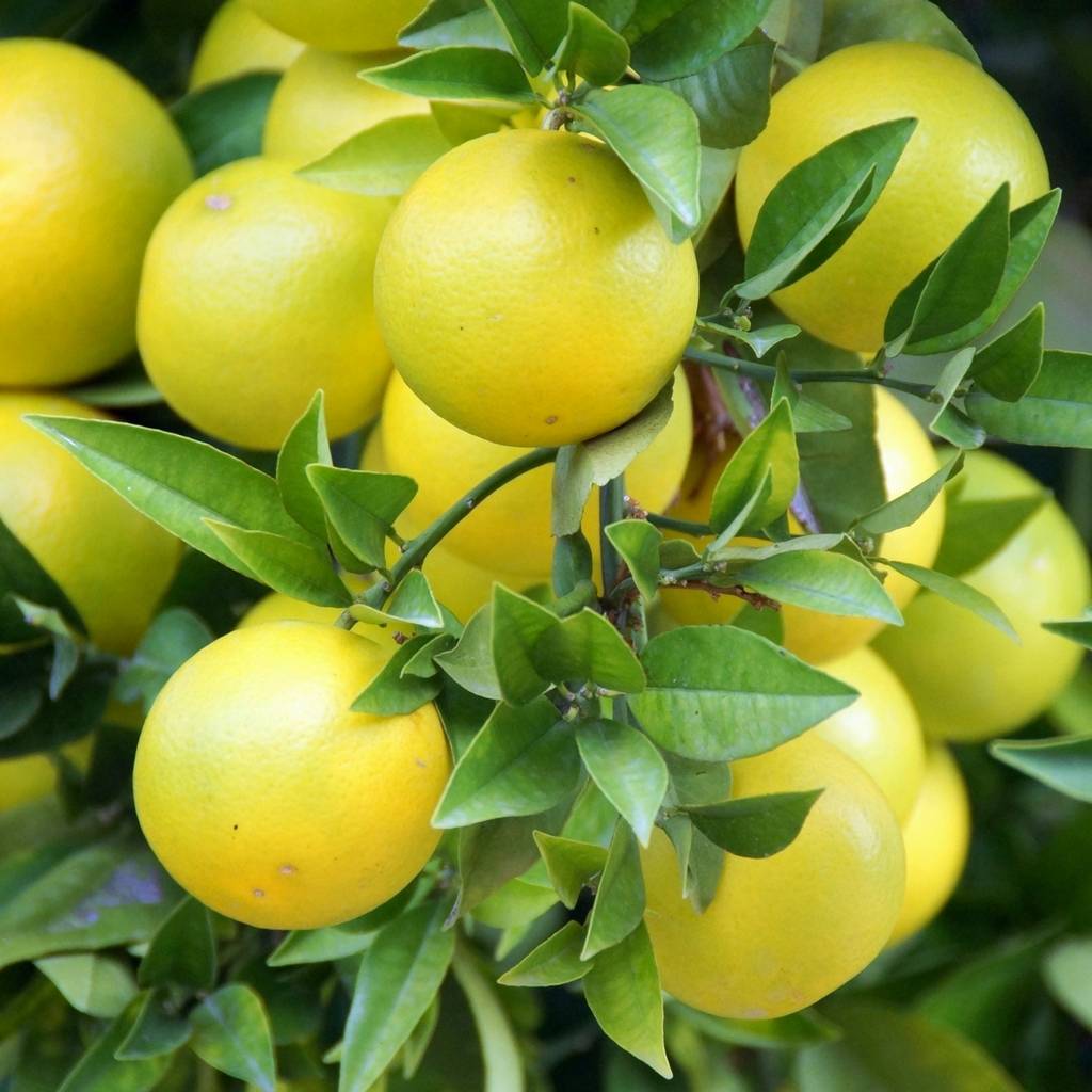 Grapefruit Essential Oil