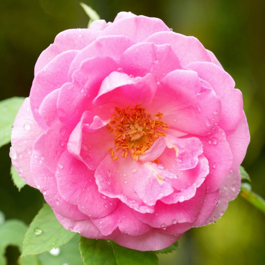 Rose Essential Oil (absolute)