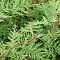 Cedar Leaf (thuya) Essential Oil