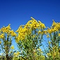 Canadian Goldenrod Essential Oil