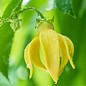 Ylang Ylang Essential Oil extra