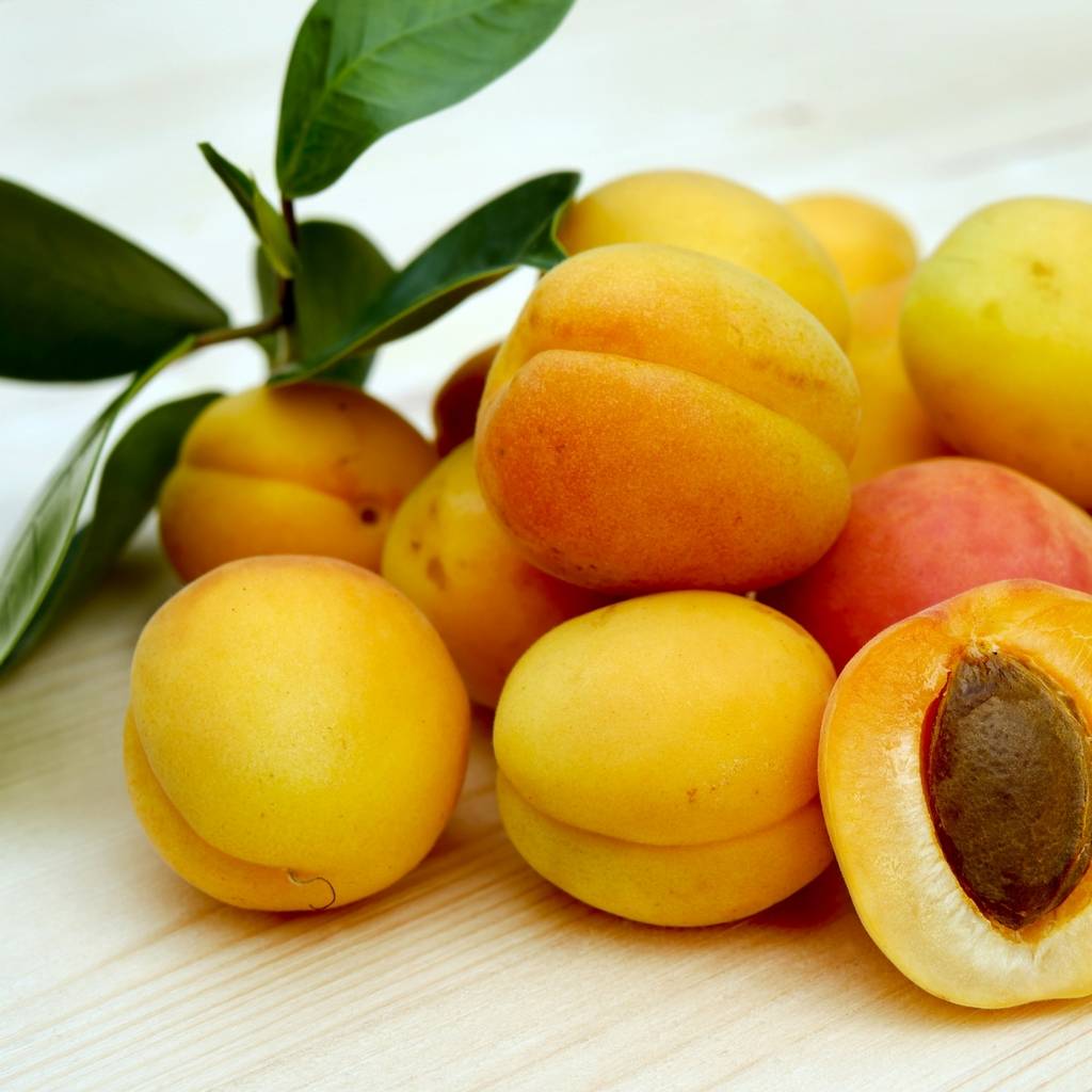 Apricot Kernel Oil