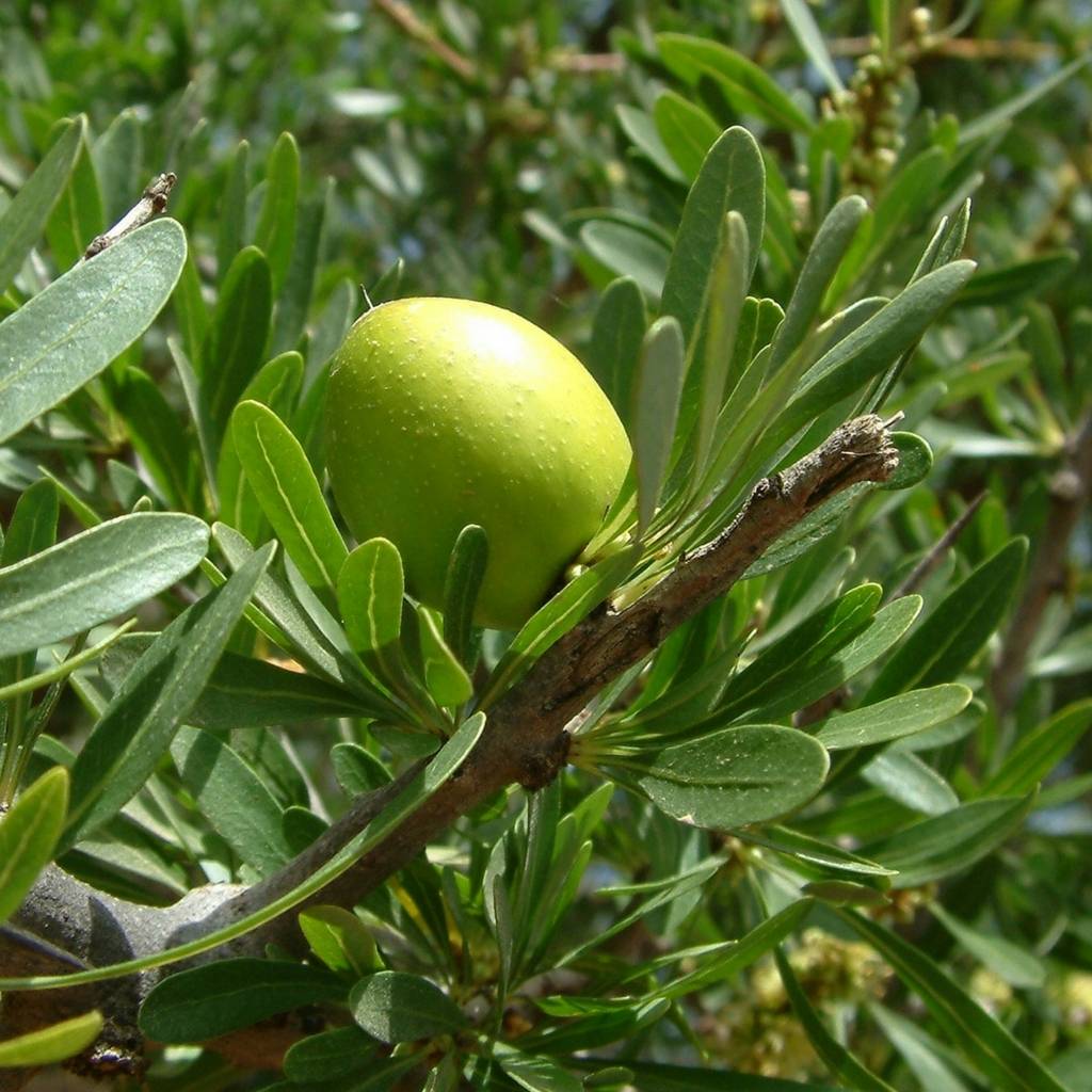 L'huile d'argan Première Pression à Froid - Argania Spinosa