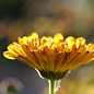 Calendula Oil