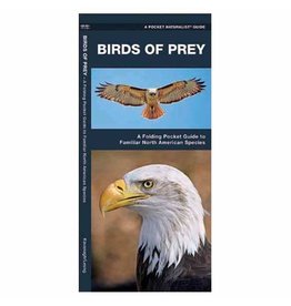 Birds of Prey by James Kavanagh