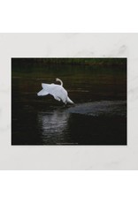 Trumpeter Swan Landing on Water Postcard