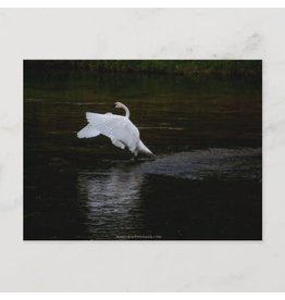 Trumpeter Swan Landing on Water Postcard