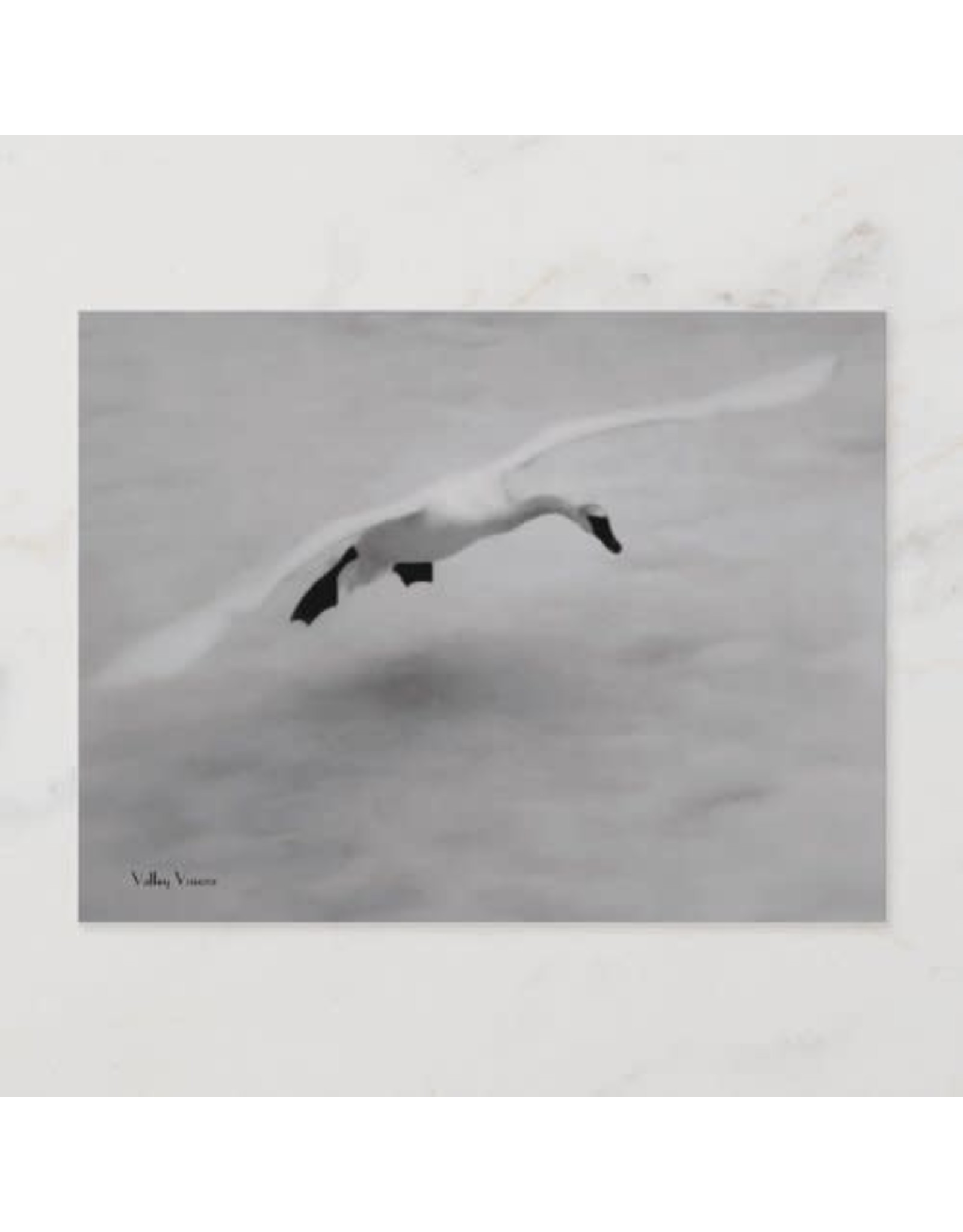 Swan Takes Off Postcard