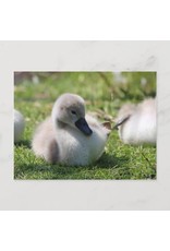 Baby Swan Postcard
