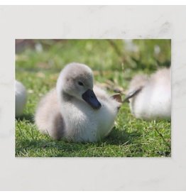 Baby Swan Postcard