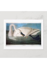 Trumpeter Swan Postcard