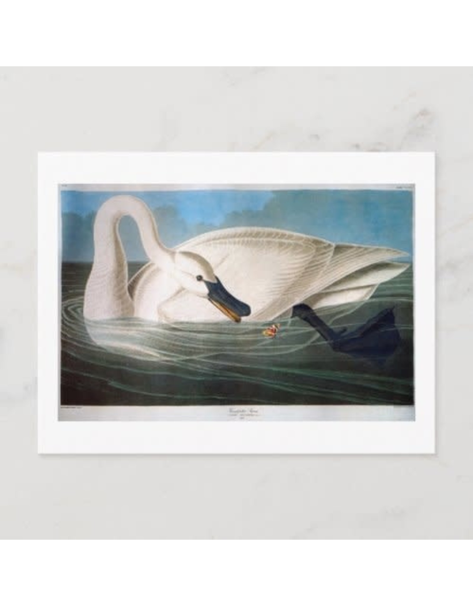 Trumpeter Swan Postcard