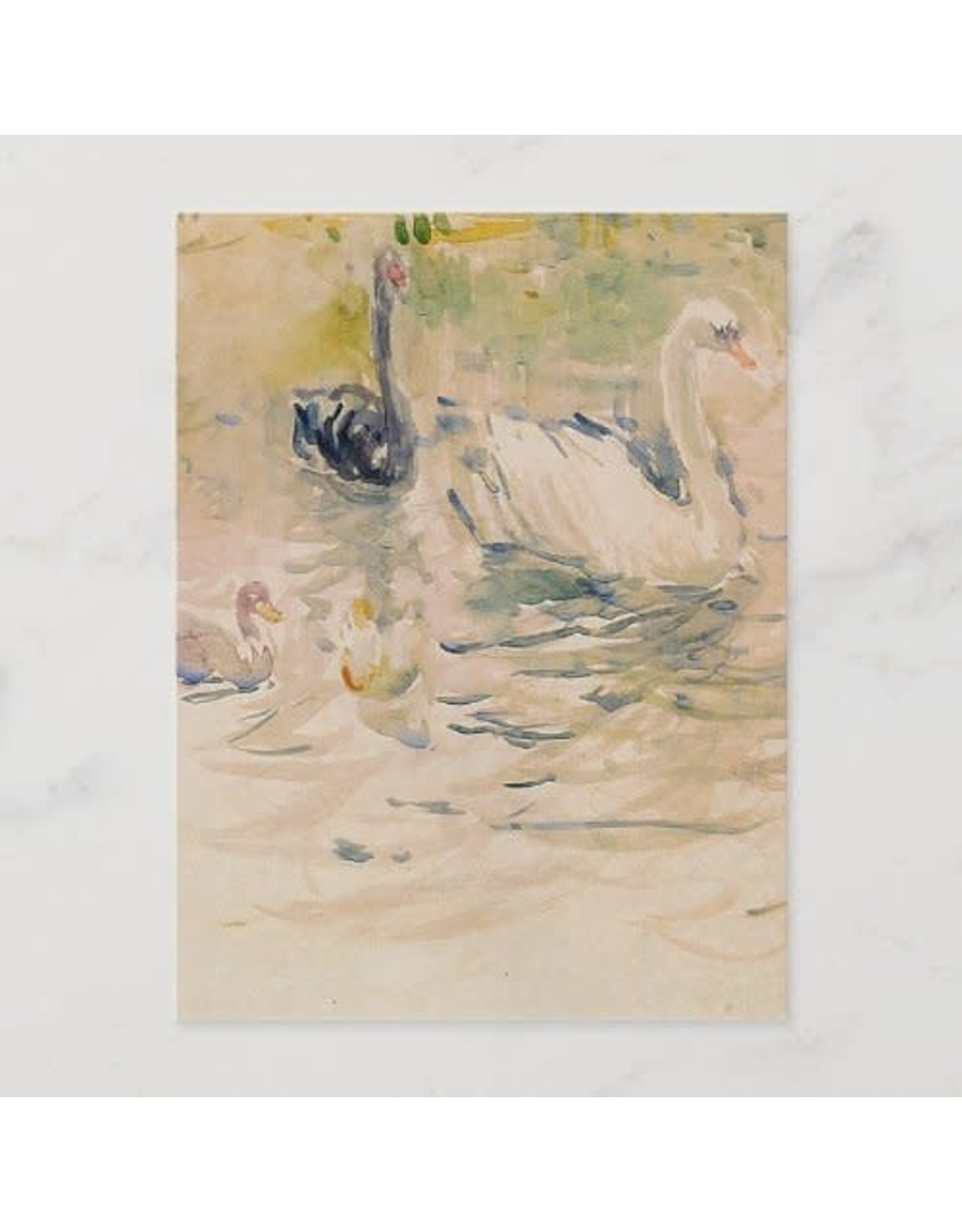 Swans Postcard