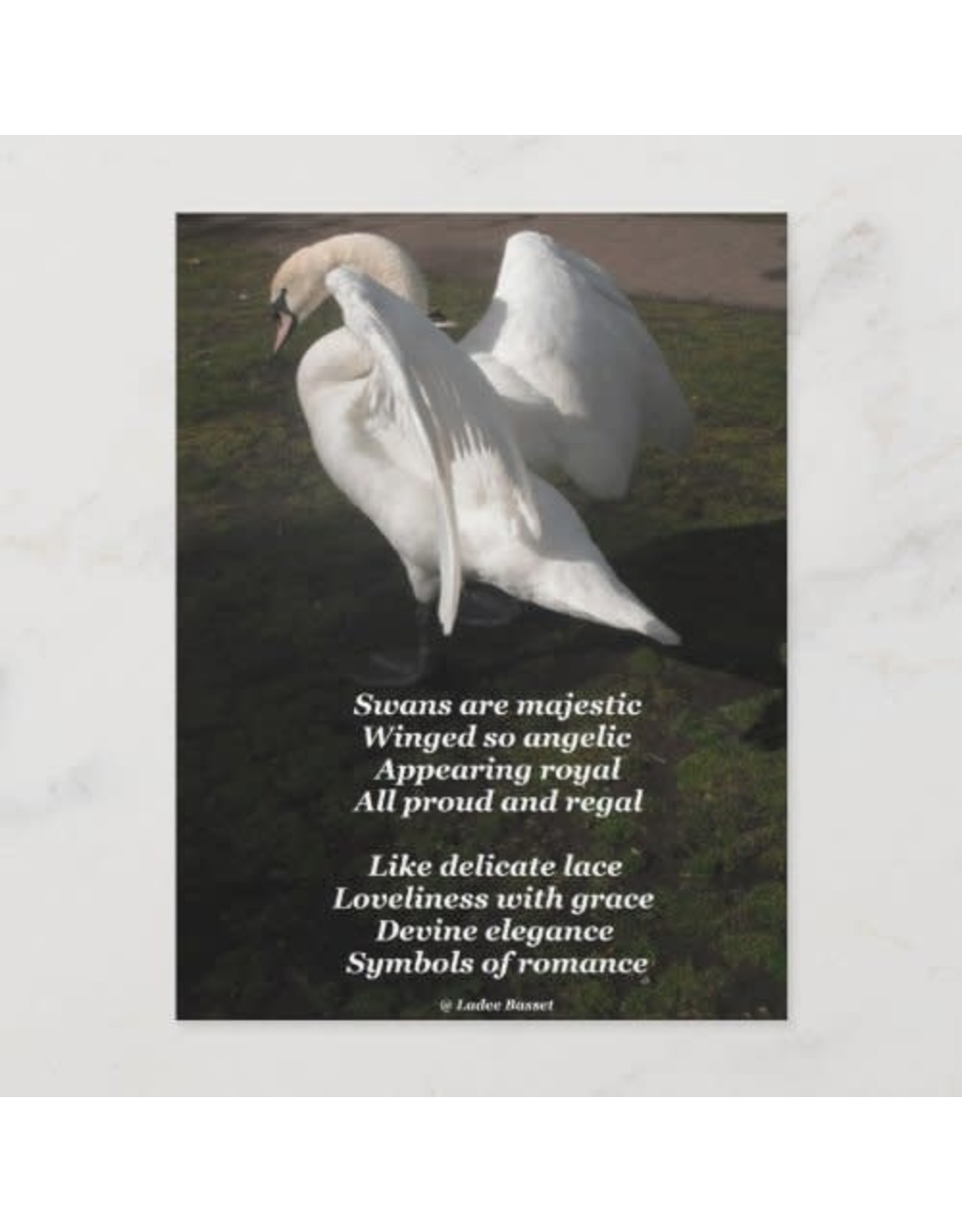 Swans are Majestic Poem Postcard