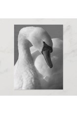 Swan Black & White Postcard