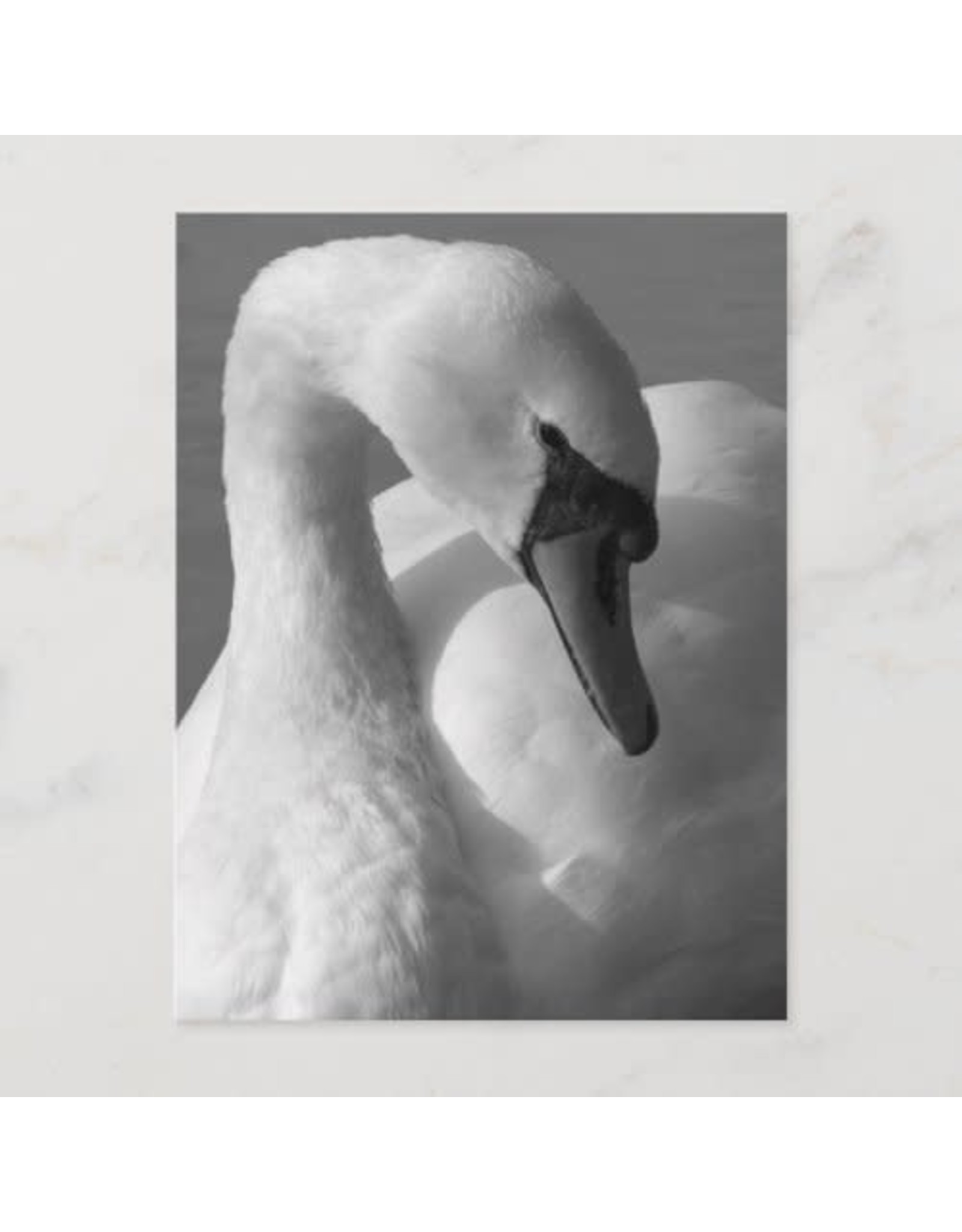 Swan Black & White Postcard