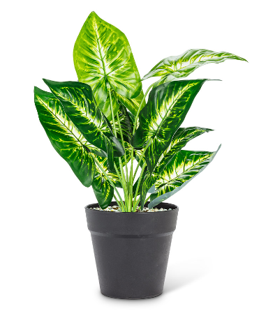 Abbott Abbott Large Varigated Leaf Plant