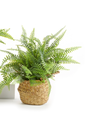 Giftcraft Giftcraft - Potted Faux Ferns 9"