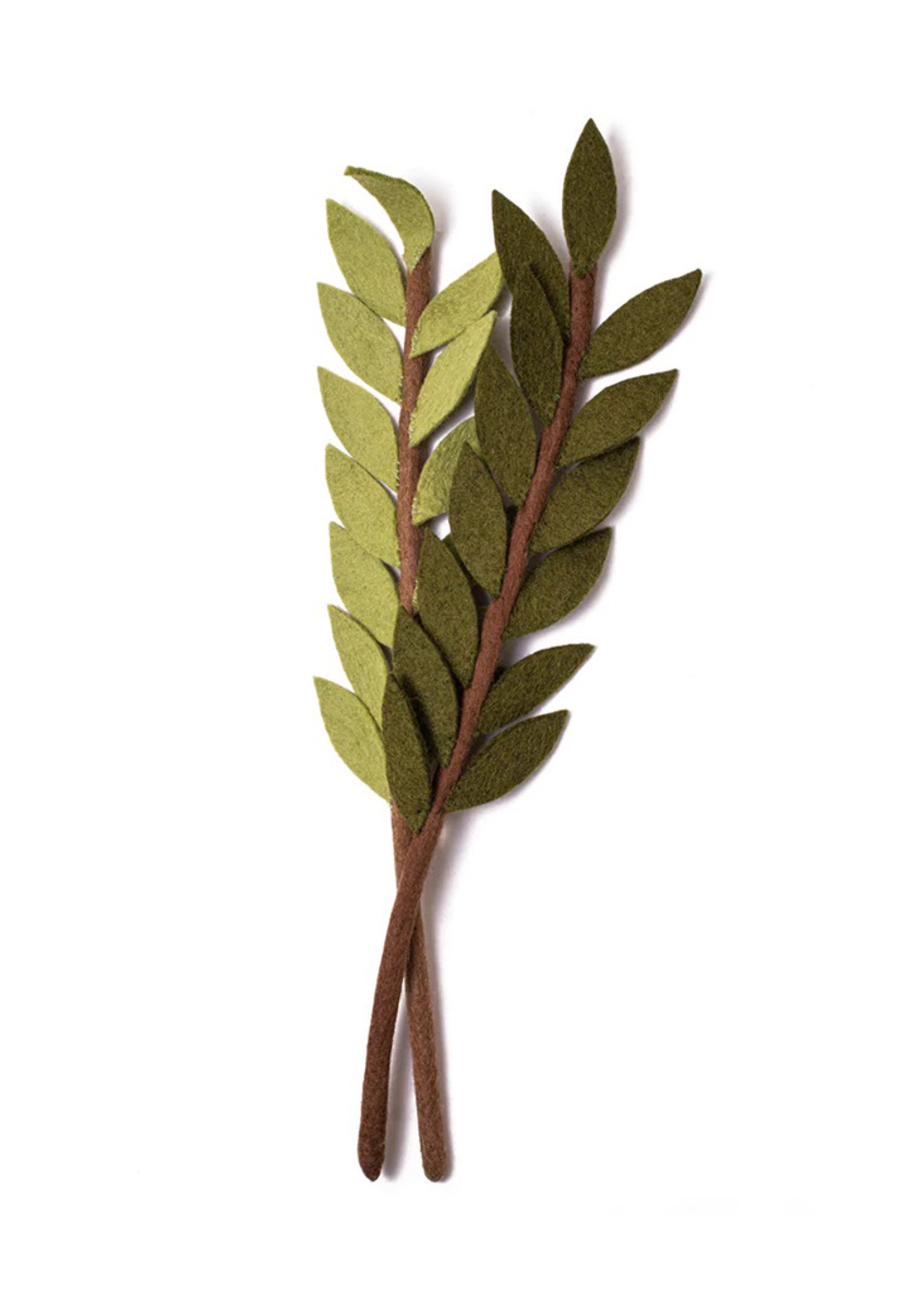 Olive Stem - Magnolia