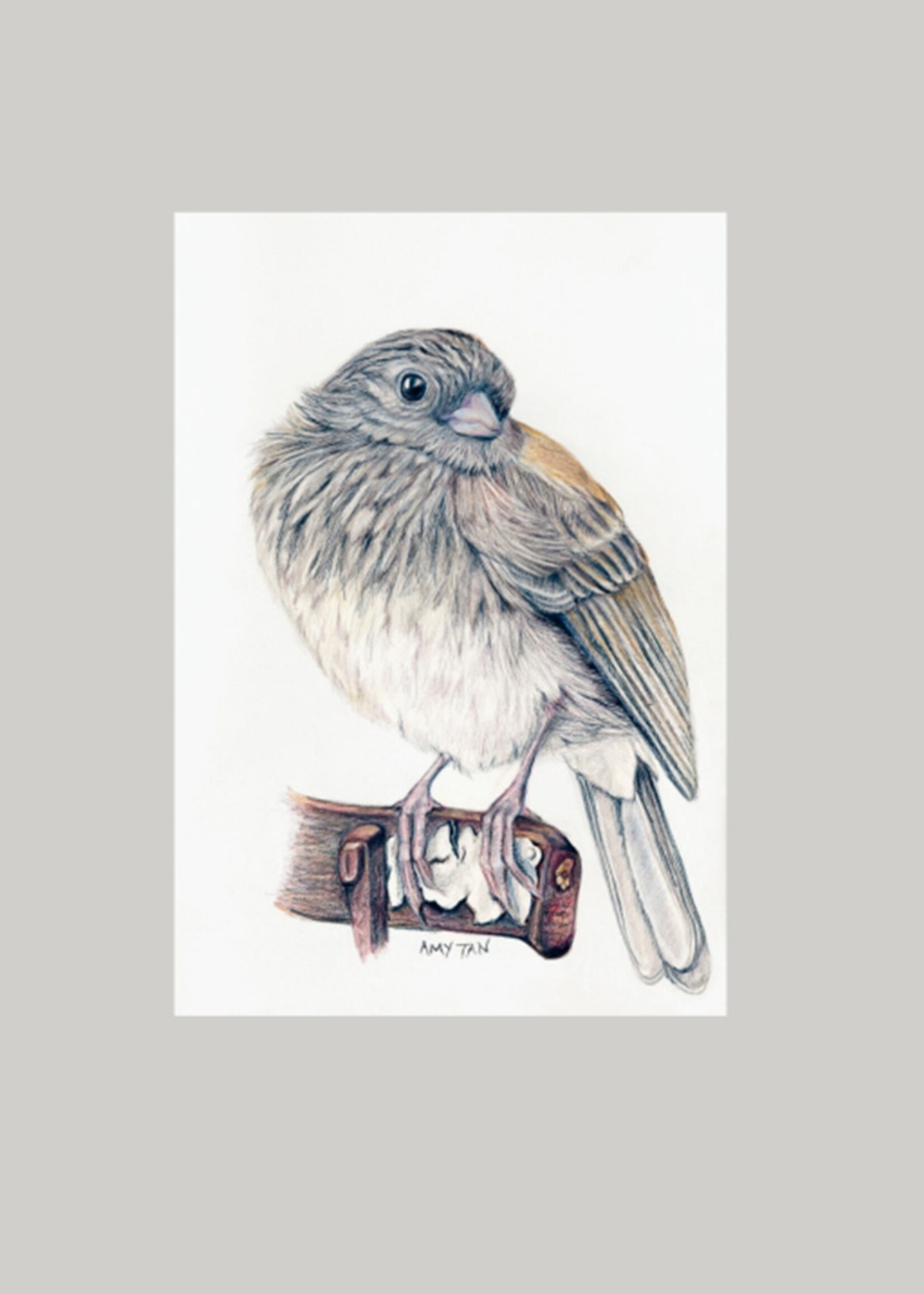 The Backyard Bird Chronicles Book