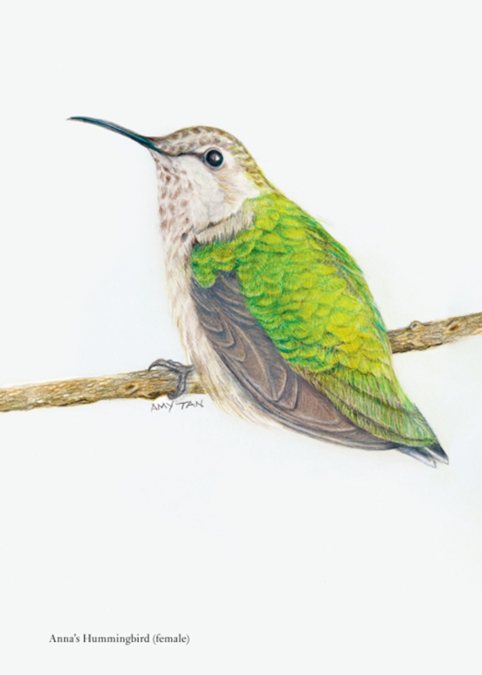 The Backyard Bird Chronicles Book