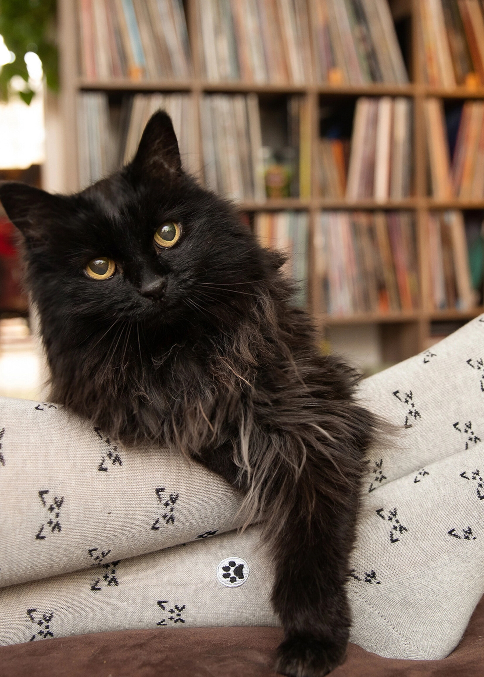 Conscious Step Women's Socks That Save Cats [Gray]