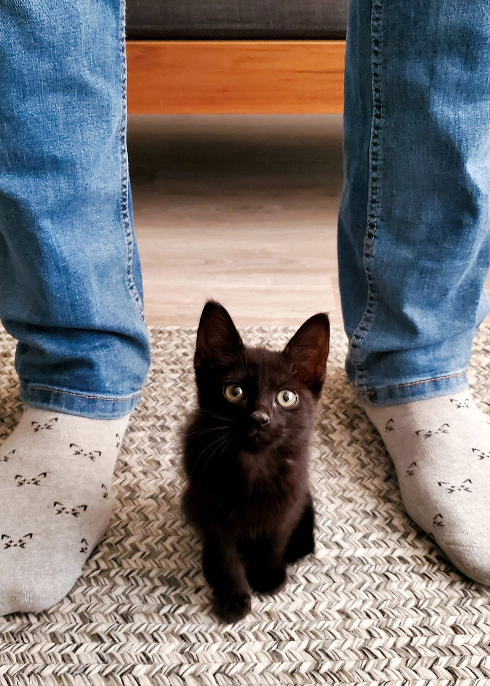 Conscious Step Women's Socks That Save Cats [Gray]