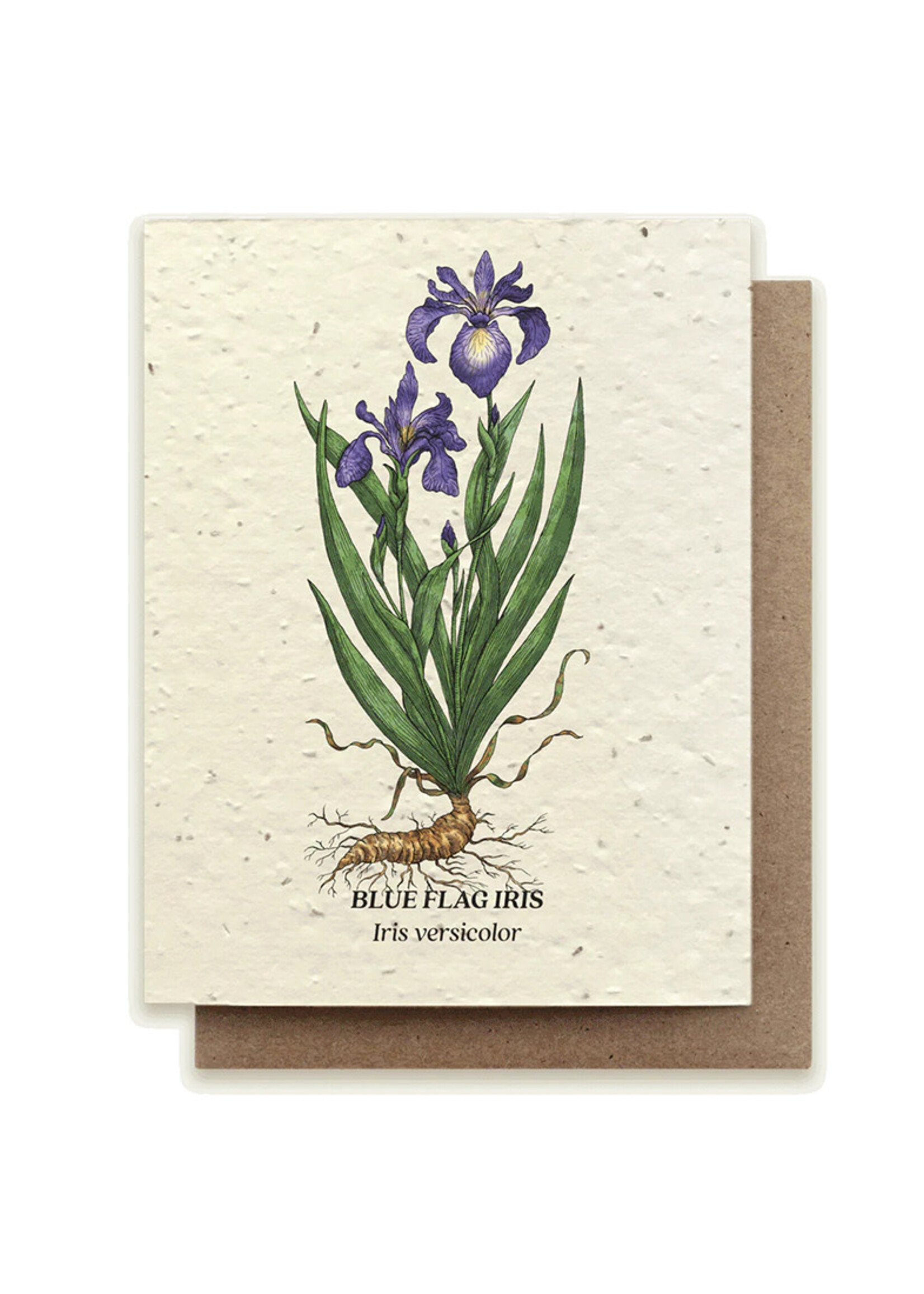 Small Victories Blue Flag Iris Plantable Card