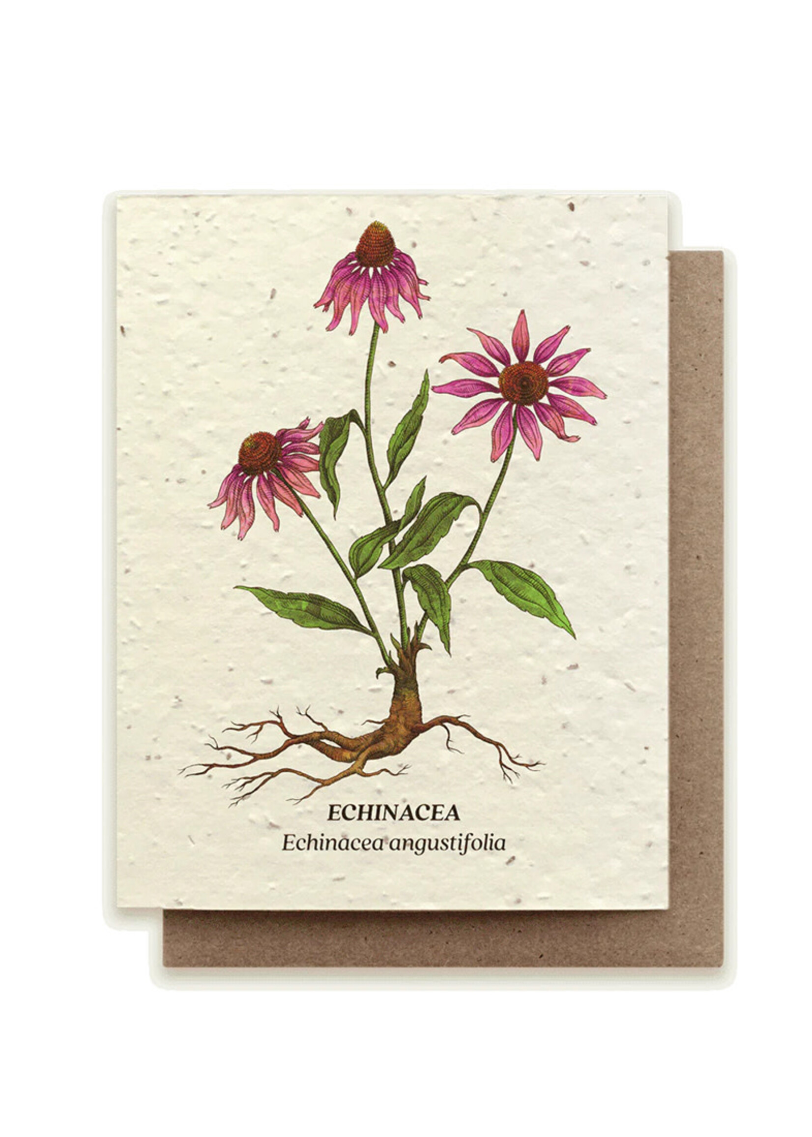 Small Victories Echinacea Flower Plantable Card