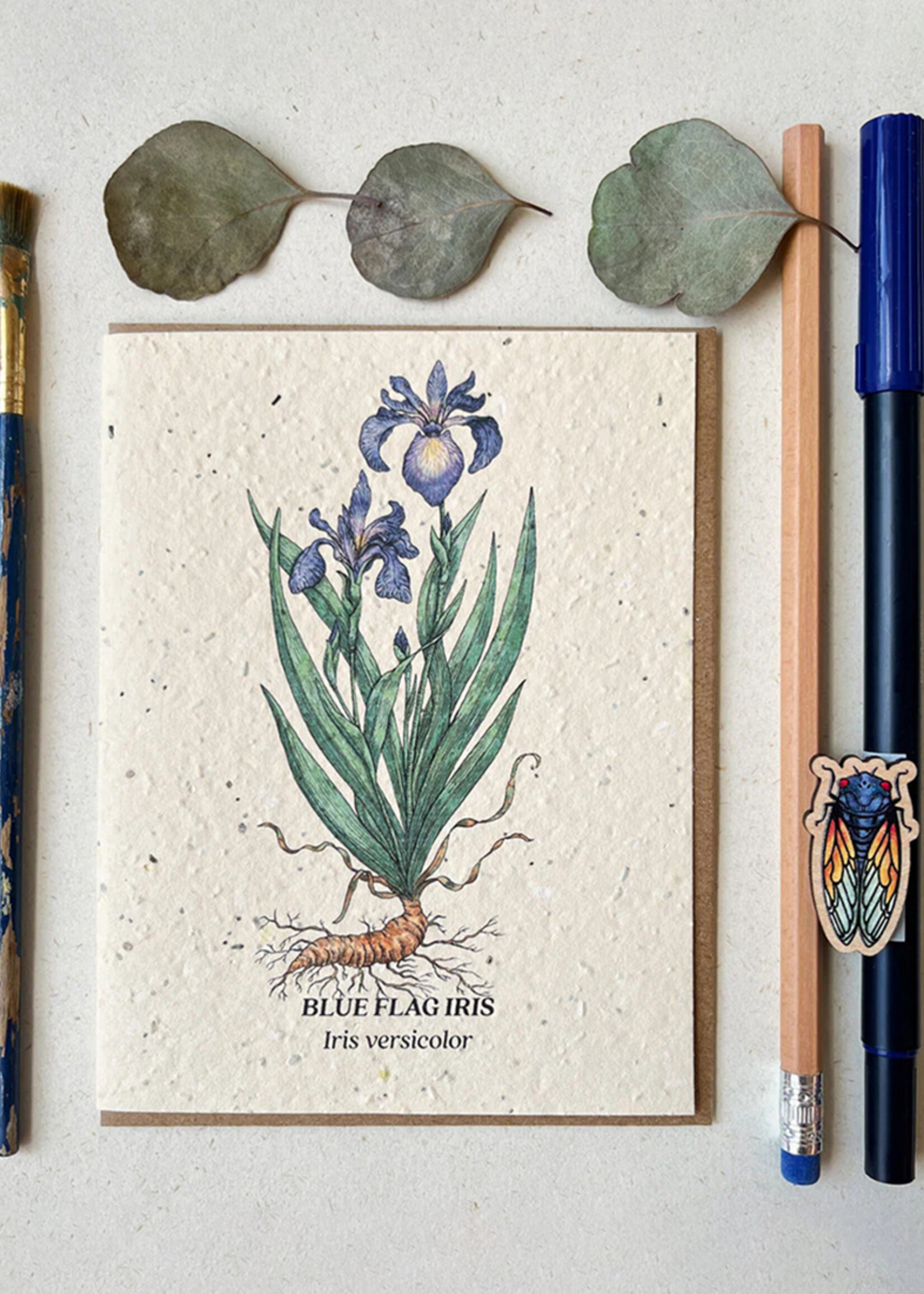 Small Victories Blue Flag Iris Plantable Card