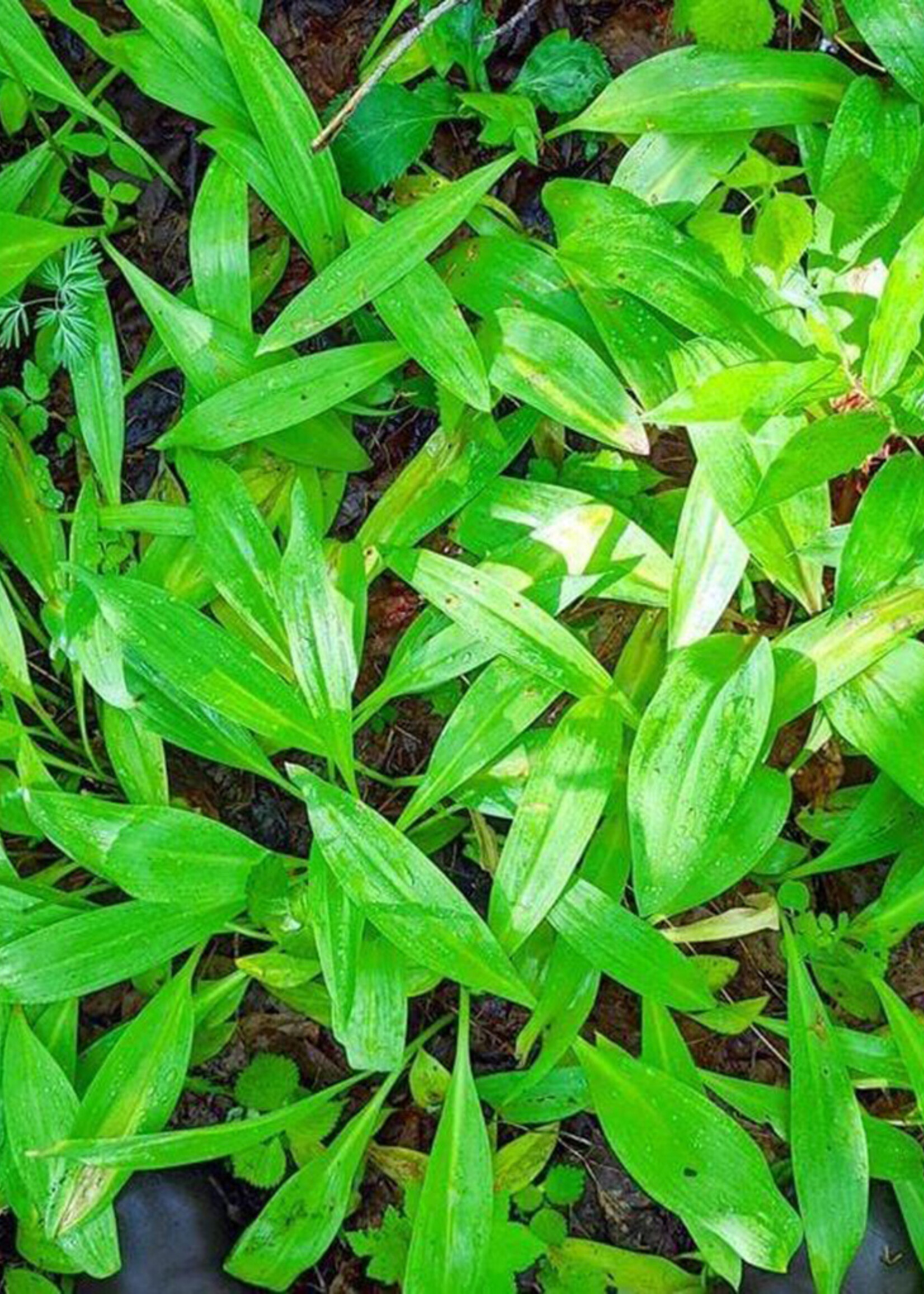 Burlap & Barrel Wild Ramps Spice