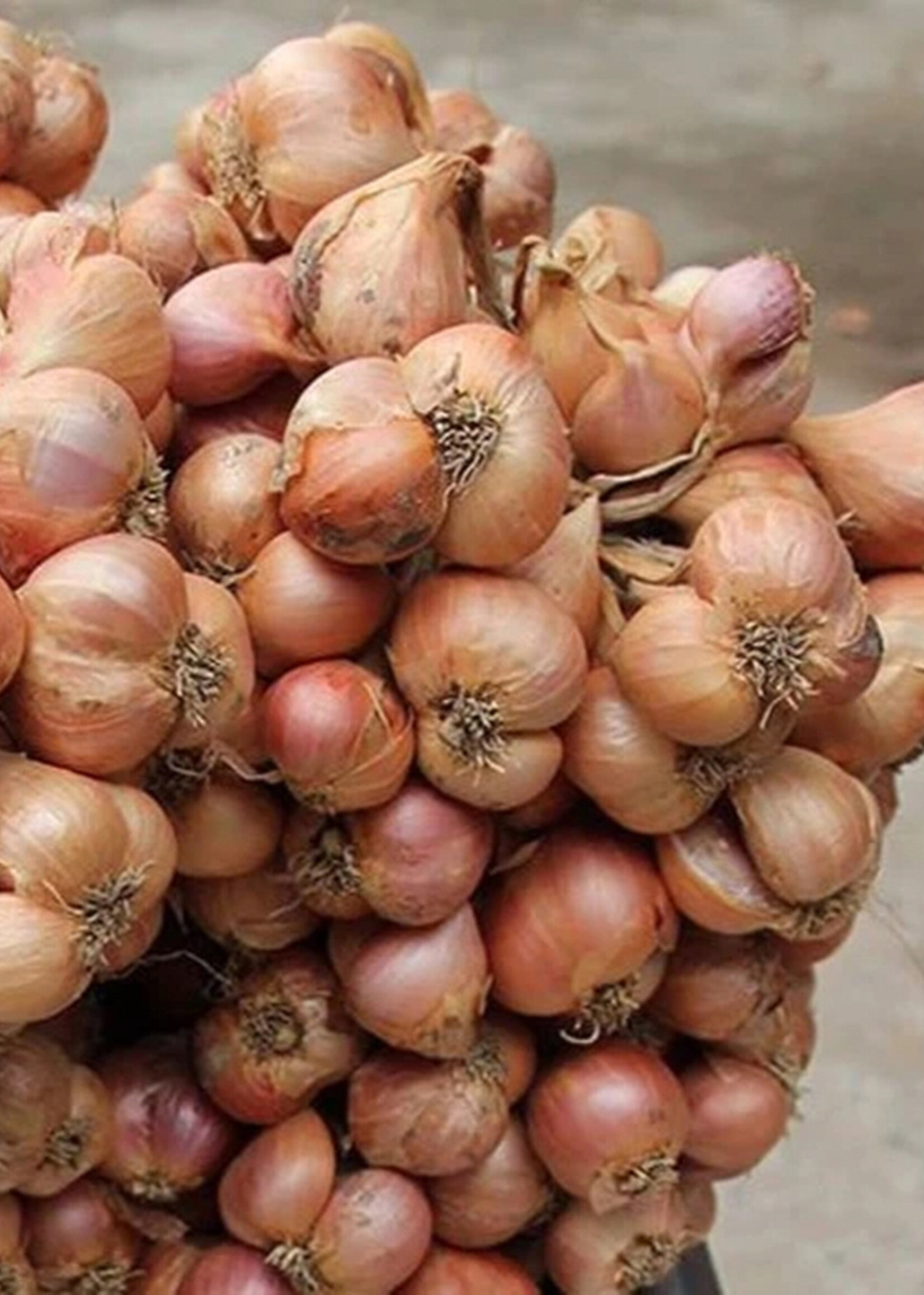 Burlap & Barrel Purple Shallot Spice