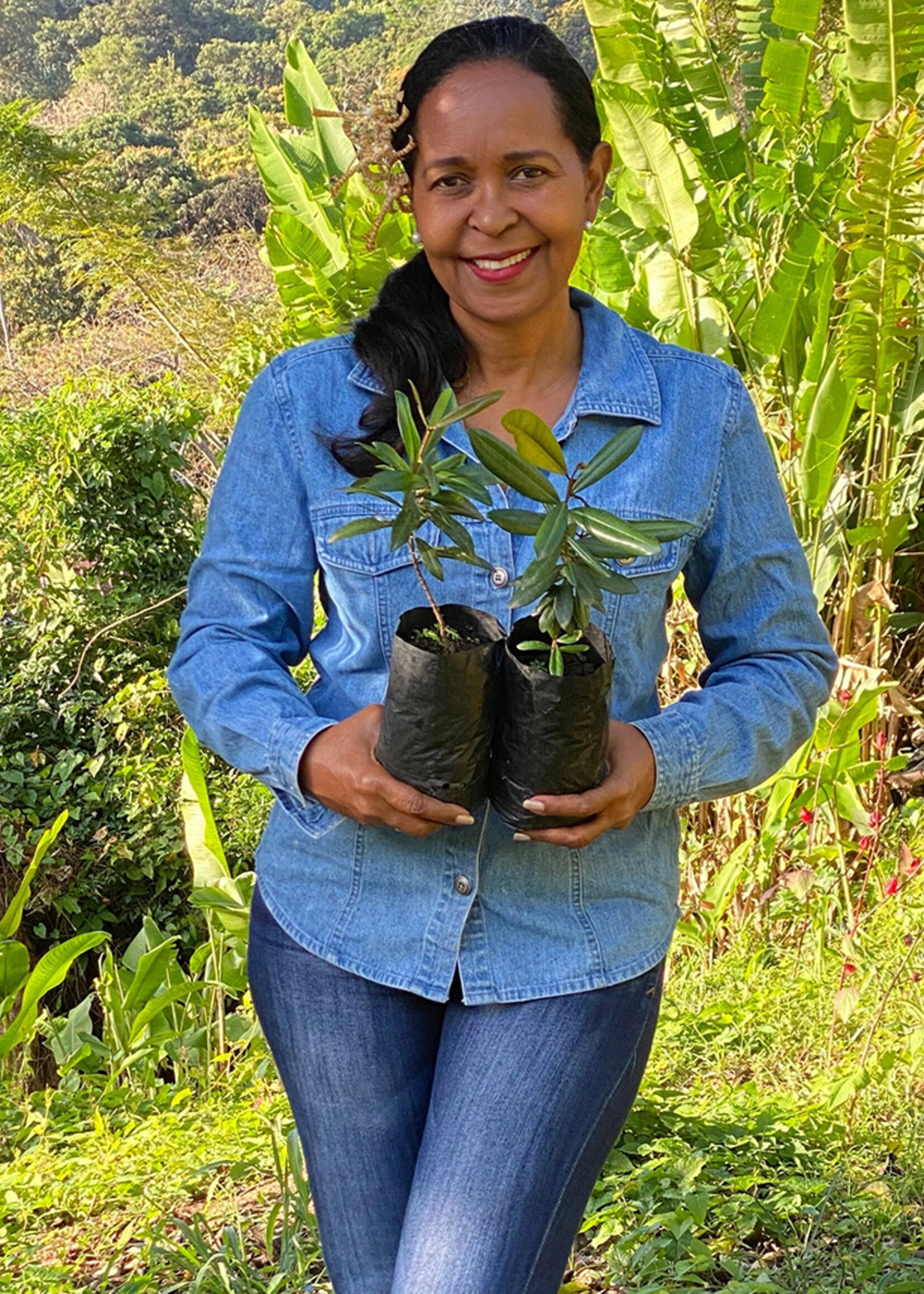 Burlap & Barrel Caribbean Bay Leaves Spice