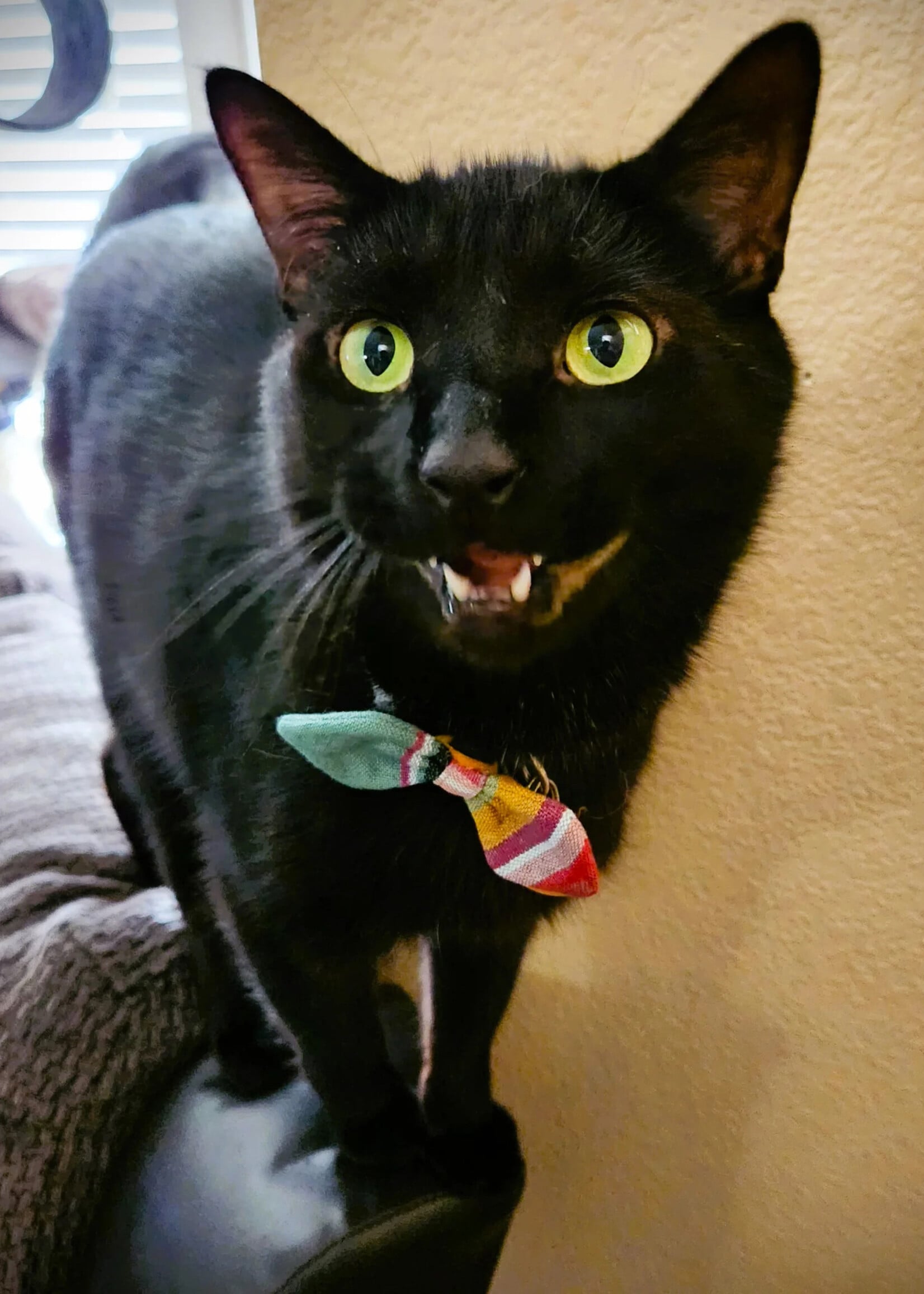 Upavim Cat and Dog Bow Ties - Assorted Set