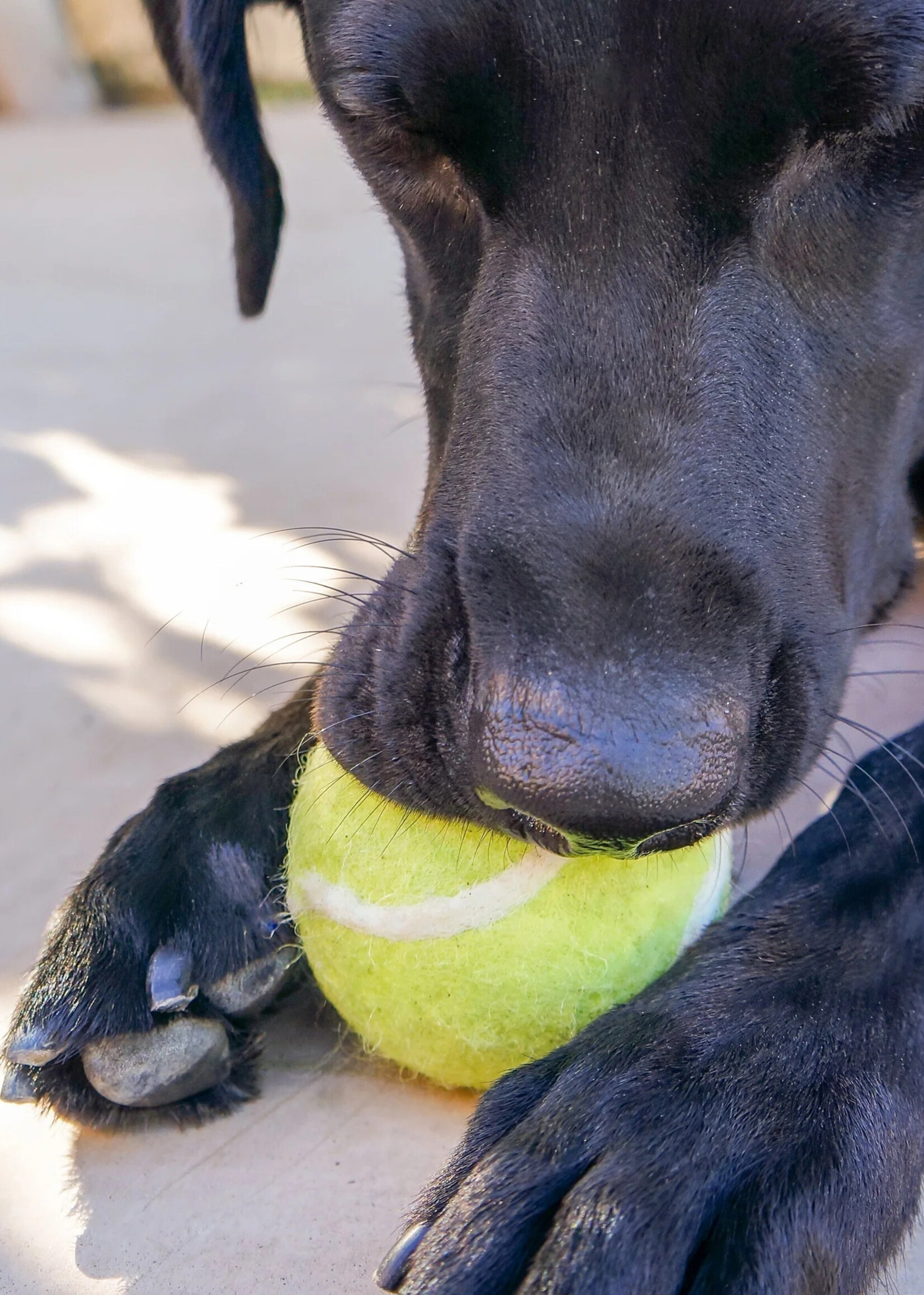 Friendsheep Felt Tennis Ball Pet Toy