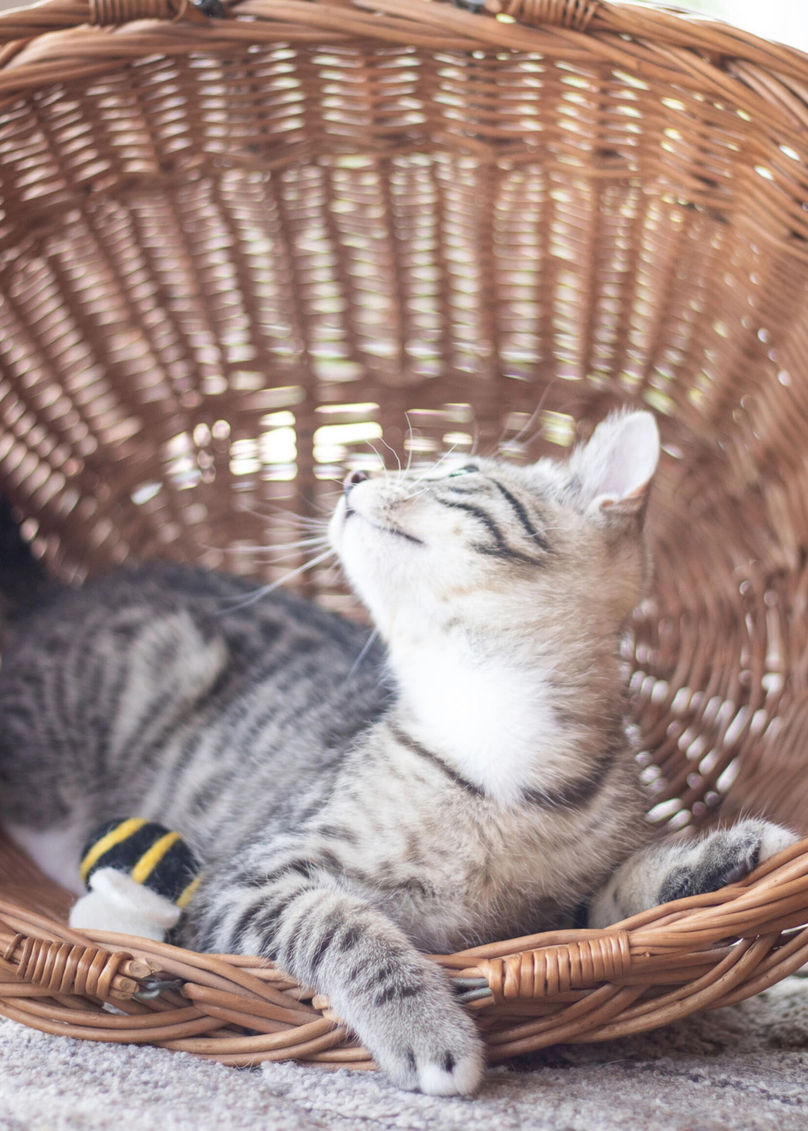 Felt Bee Cat Toy