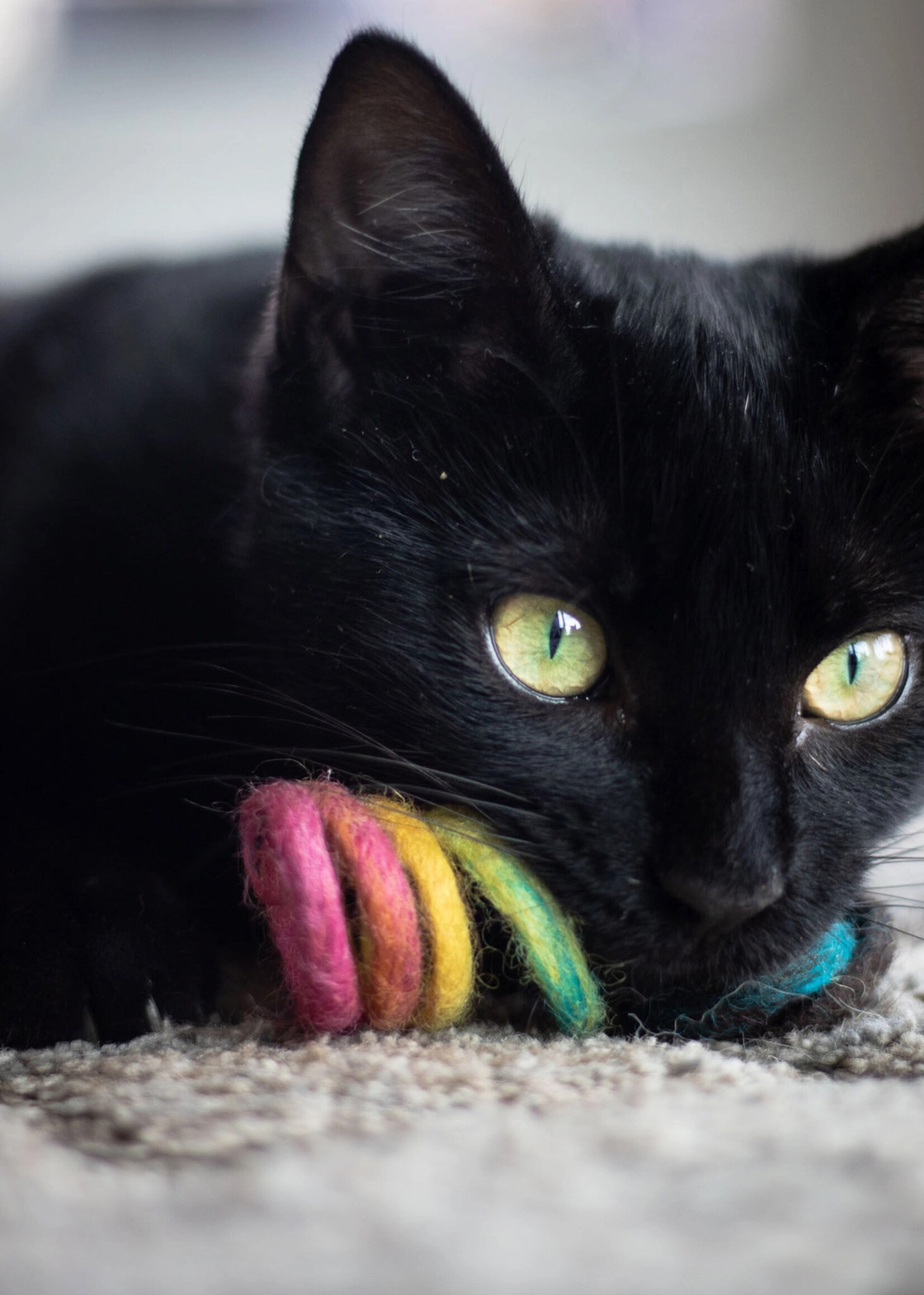 Friendsheep Rainbow Spring Cat Toy