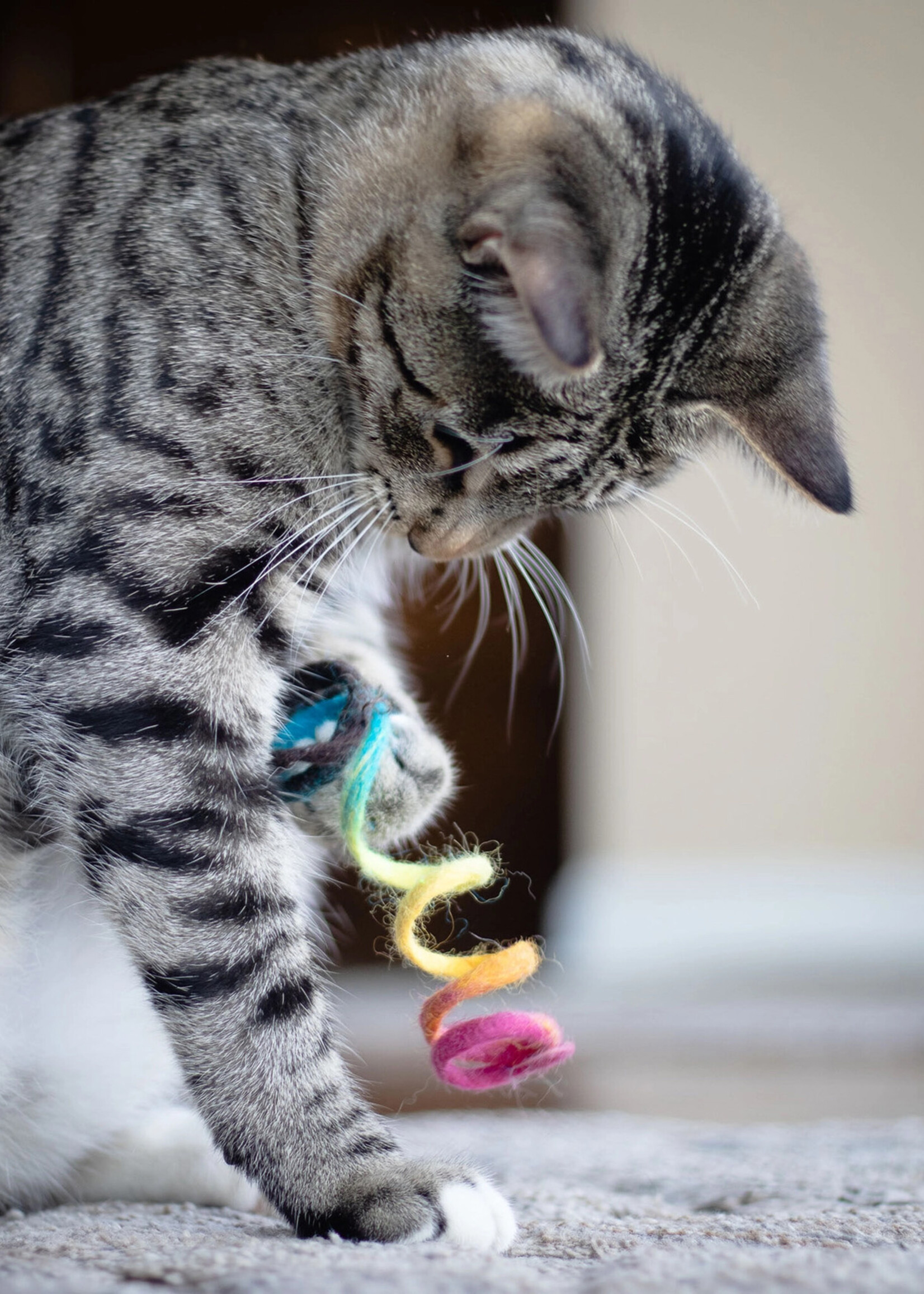 Friendsheep Rainbow Spring Cat Toy