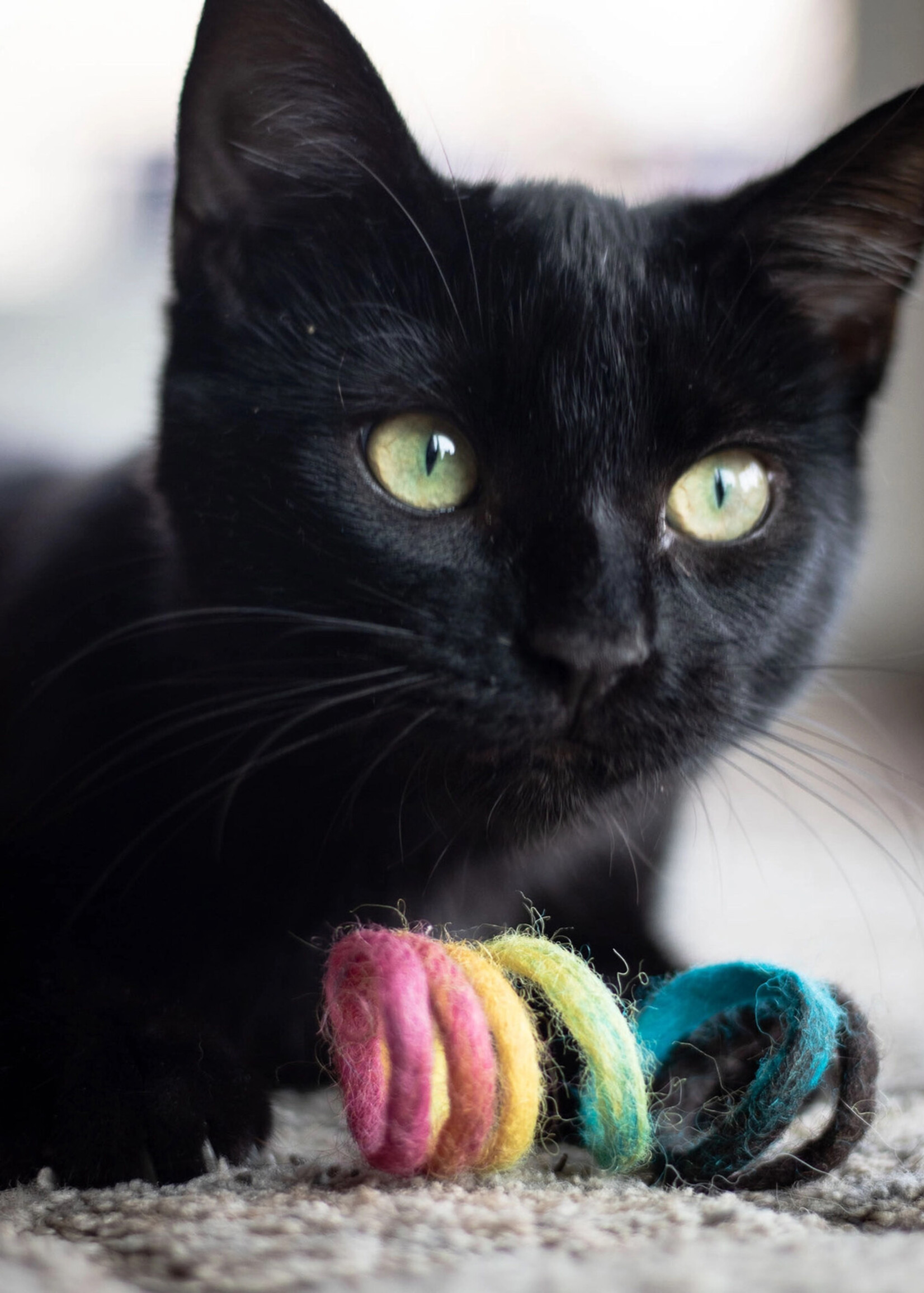 Friendsheep Rainbow Spring Cat Toy
