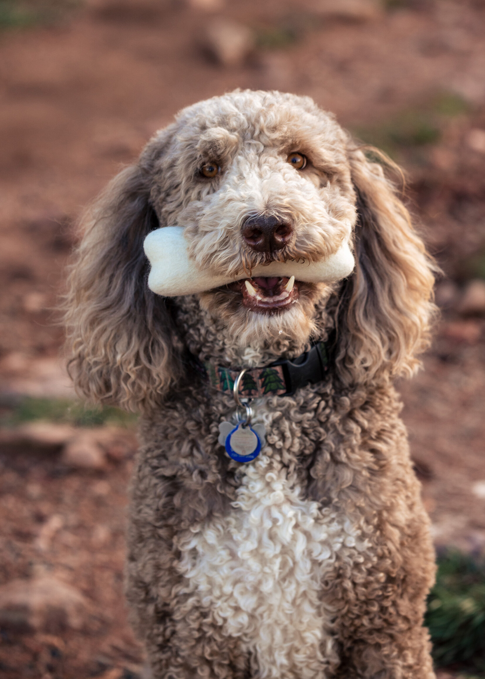 Fibres of Life Felt Bone Dog Toy
