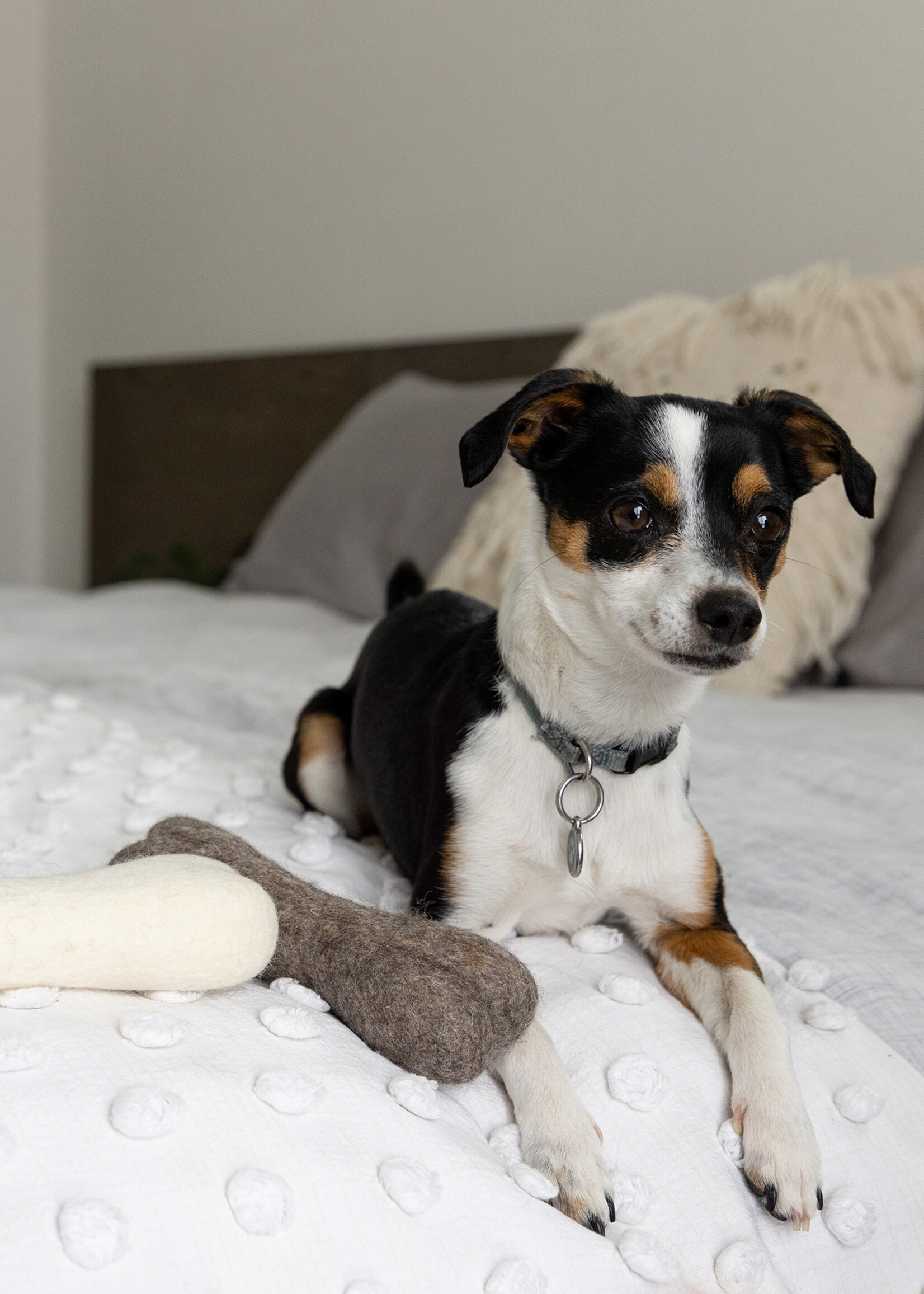 Fibres of Life Felt Bone Dog Toy