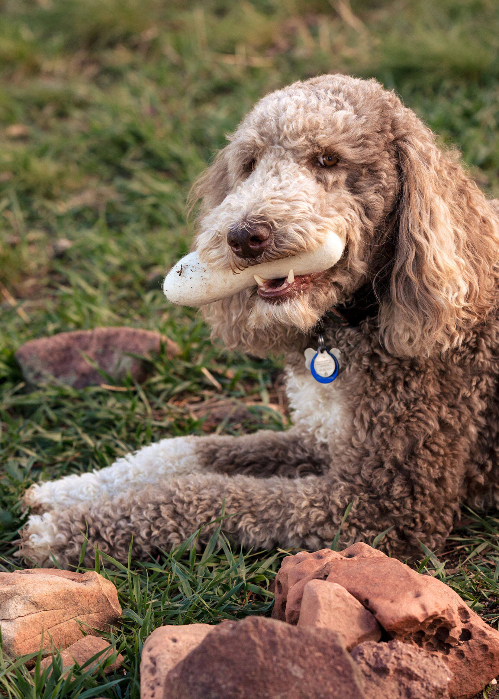 Fibres of Life Felt Bone Dog Toy