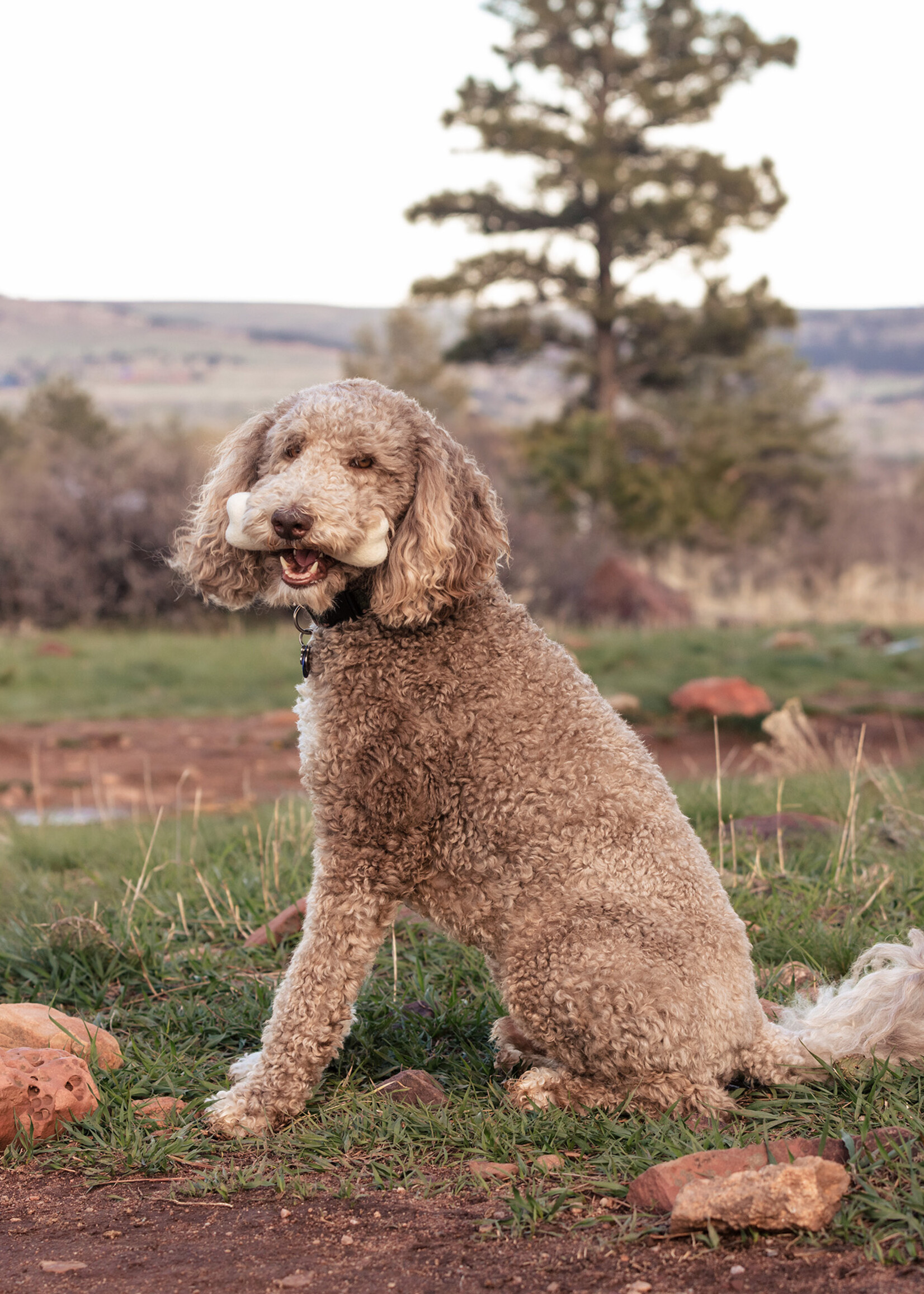 Fibres of Life Felt Bone Dog Toy