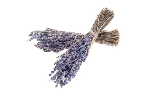Seattle Seed Company - Dried Grosso Long Stem Flowers French Lavender Fragrant