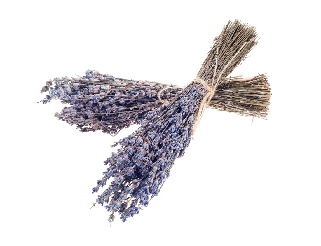 Seattle Seed Company - Dried Grosso Long Stem Flowers French Lavender Fragrant