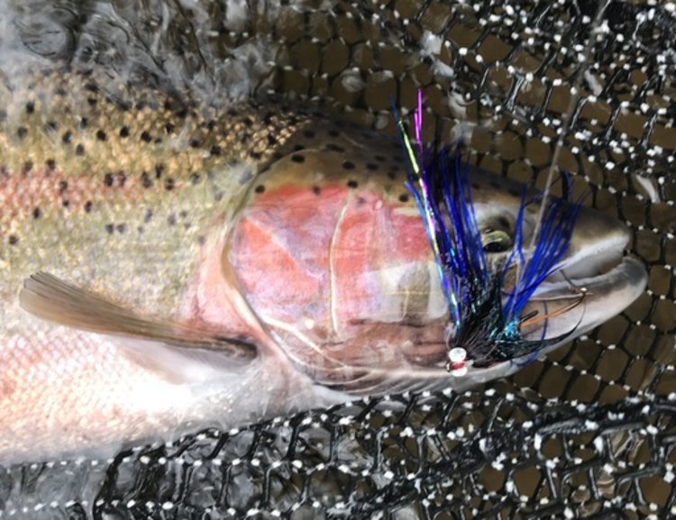 Aqua Flies Crandall's Provider