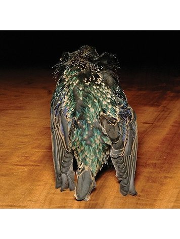 Hareline Starling Skin